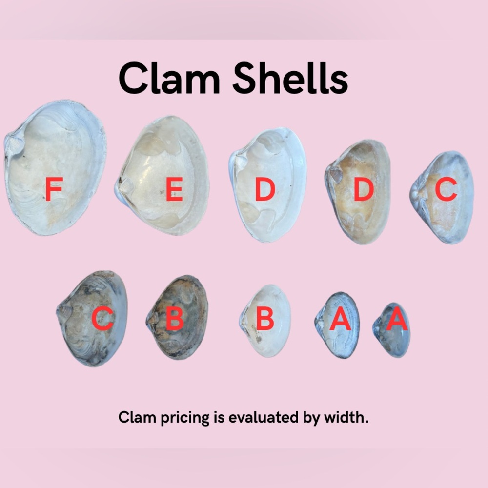 🐚Custom Shell Ring Dish Information Comment Below 👇🏻for custom inquiries. 🦪 - Picture 2 of 15